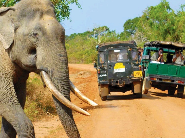 Wildlife safari Sri Lanka tours